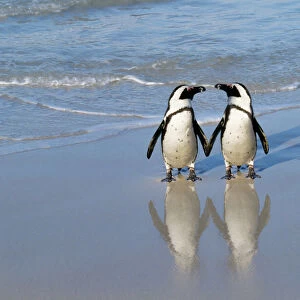 Jackass Penguin - pair holding hands. Digital Manipulation: added Penguin to right