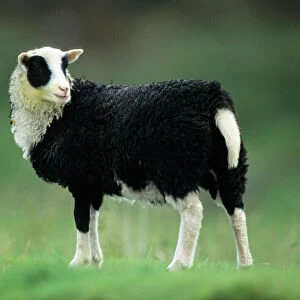 Jacob's Sheep - lamb on meadow Isle of Mull, Scotland