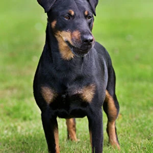 Jagdterrier or Working terrier or German Hunting Terrier