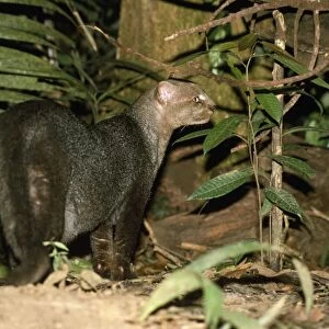 Jaguarundi - Amazonas - Brazil