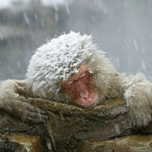 Japanese Macaque Monkey / Snow Monkey Relaxing amidst the steam of a hot spring Japan