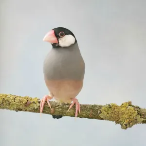 Java Sparrow