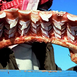 Jaw of a 4 metre tiger shark, replaceable teeth in 9 rows Egypt Red Sea