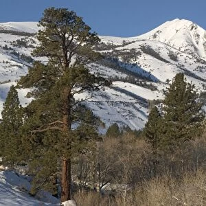 Jeffrey's Pine - on east side of Sierra Nevada in winter