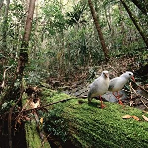 Kagu (Rhynochetos jubatus) mating pair, New Caledonia, endemic to rainforests of New Caledonia JPF50347