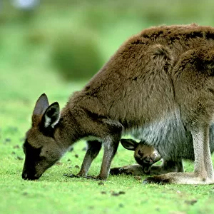 Kangaroo Island Western Grey Kangaroo - mother eating grass with joey in pouch, Flinders Chase National Park, Kangaroo Island, South Australia JPF40665