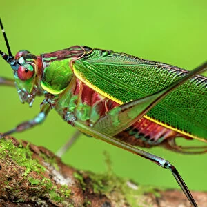 Katydid / Bush-cricket - Danum Valley Conservation Area - Sabah - Borneo - Malaysia