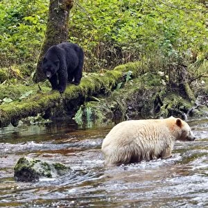Kermode Bear / Spirit Bear - with Black bear (Ursus americanus) hunting for Sockeye Salmon. The Tsimshian of northern British Columbia believed that the Kermode bear, a black bear in a white coat, very rare