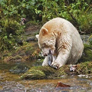 Kermode / Spirit Bear - eating Socjeye Salmon. The Tsimshian of northern British Columbia believed that the Kermode bear, a black bear in a white coat, very rare, was lived in by a spirit of a terrible power Island Princess Royal
