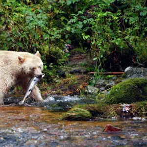 Kermode / Spirit Bear - hunting for Sockeye Salmon. The Tsimshian of northern British Columbia believed that the Kermode bear, a black bear in a white coat, very rare, was lived in by a spirit of a terrible power Island Princess Royal