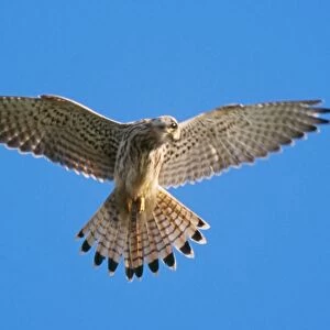 Kestrel - female in flight