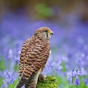 Kestrel - female with vole on stump in bluebell wood - controlled conditions 10279