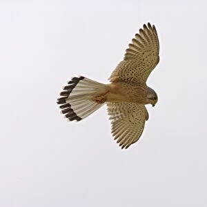 Kestrel – In flight hovering Cyprus 004003