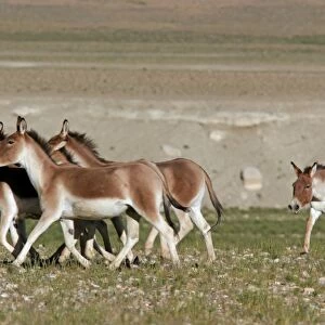 Kiang / Tibetan Wild Ass - rutting male herding a group of females - Ladakh - India