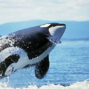 False Killer Whale