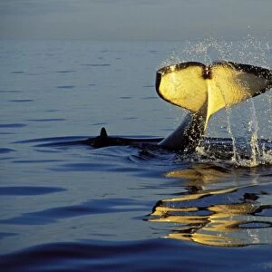 Killer Whale - "tail slapping", common behavior. Pacific Northwest. ml1157