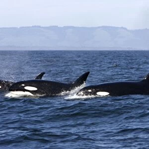 Killer whales/ Orca - transient type. Photographed in Monterey Bay - Pacific Ocean - California - USA