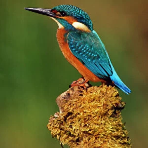 Kingfisher - perched on moss covered tree stump