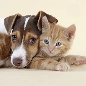 Kitten & Jack Russell puppy