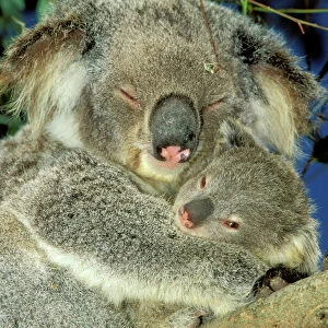 Phascolarctidae Collection: Koala