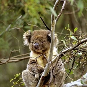 Koala - In tree - Kangaroo Island - South Australia JPF40520
