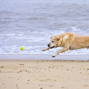 Labrador Dog Chasing Ball on Beach Norfolk UK