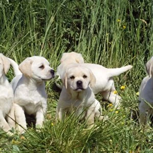 Labrador Dog - puppies