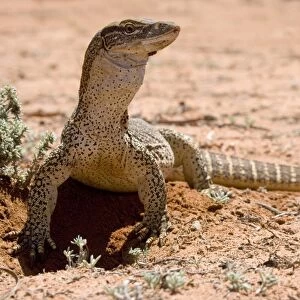 Lace Monitor / Goanna - front view of a rather big adult which just came out of its burrow in the earth - Mungo National Park, New South Wales, Australia