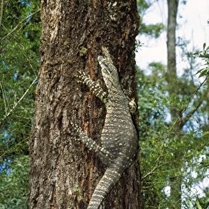 Lace Monitor Lizard - up a tree Eastern Australia