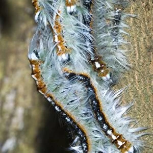Lappet / Eggar moth caterpillars congregating on branch whilst moulting. Grahamstown, Eastern Cape, South Africa