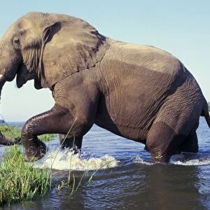 Large African Elephant. Bull. Zambezi River, Mana Pools National Park, Zimbabwe, Africa. 3ME252