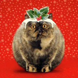 Christmas Pudding Cat Print - Digital Manipulation Christmas Pudding Cat Print - Digital Manipulation
