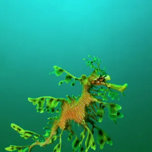 Seahorse