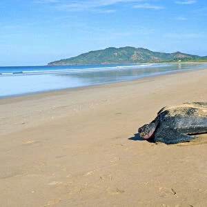 Leatherback Turtle Costa Rica