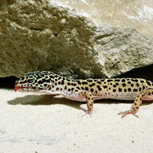 Lizards Premium Framed Print Collection: Geckos