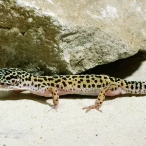 Geckos
