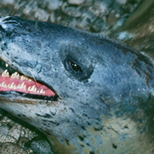Phocidae Postcard Collection: Leopard Seal