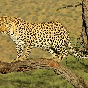 Leopard standing on acacia branch Namibia, Africa