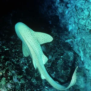 Zebra Shark