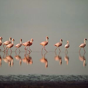 Lesser Flamingo Nakuru Kenya