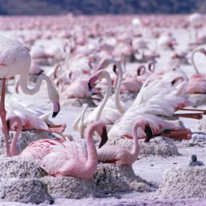 Lesser + Greater Flamingoes At nest