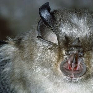 Lesser Horseshoe Bat