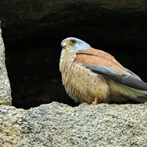 Lesser Kestrel - male, at nest entrance in church wall, Extremadura, Spain