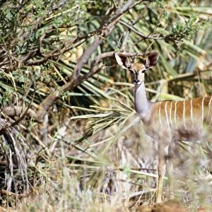 Lesser Kudu - camouflaged in vegetation - Kenya JFL04590