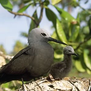 Lesser Noddy Tern - with young