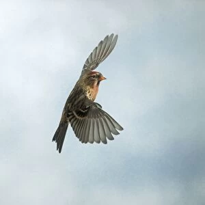 Lesser Redpoll Male In flight