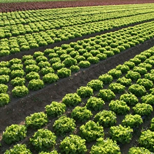 Lettuce Field Montesson, France