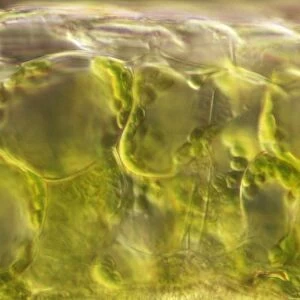 Light Micrograph (LM): plant cell chloroplasts - the site where photosynthesis takes place