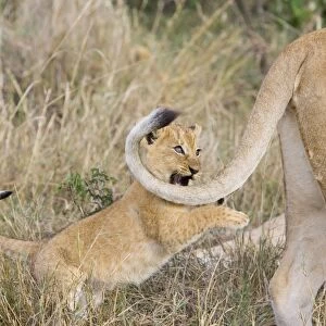 Lion - 6-7 week old cub chasing its mother's tail - Masai Mara Reserve - Kenya