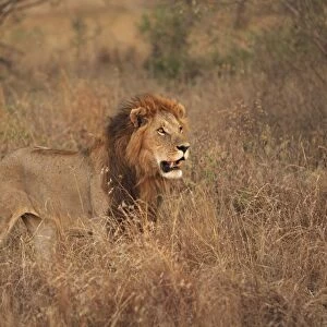 Lion - male - Maasai Mara - Kenya